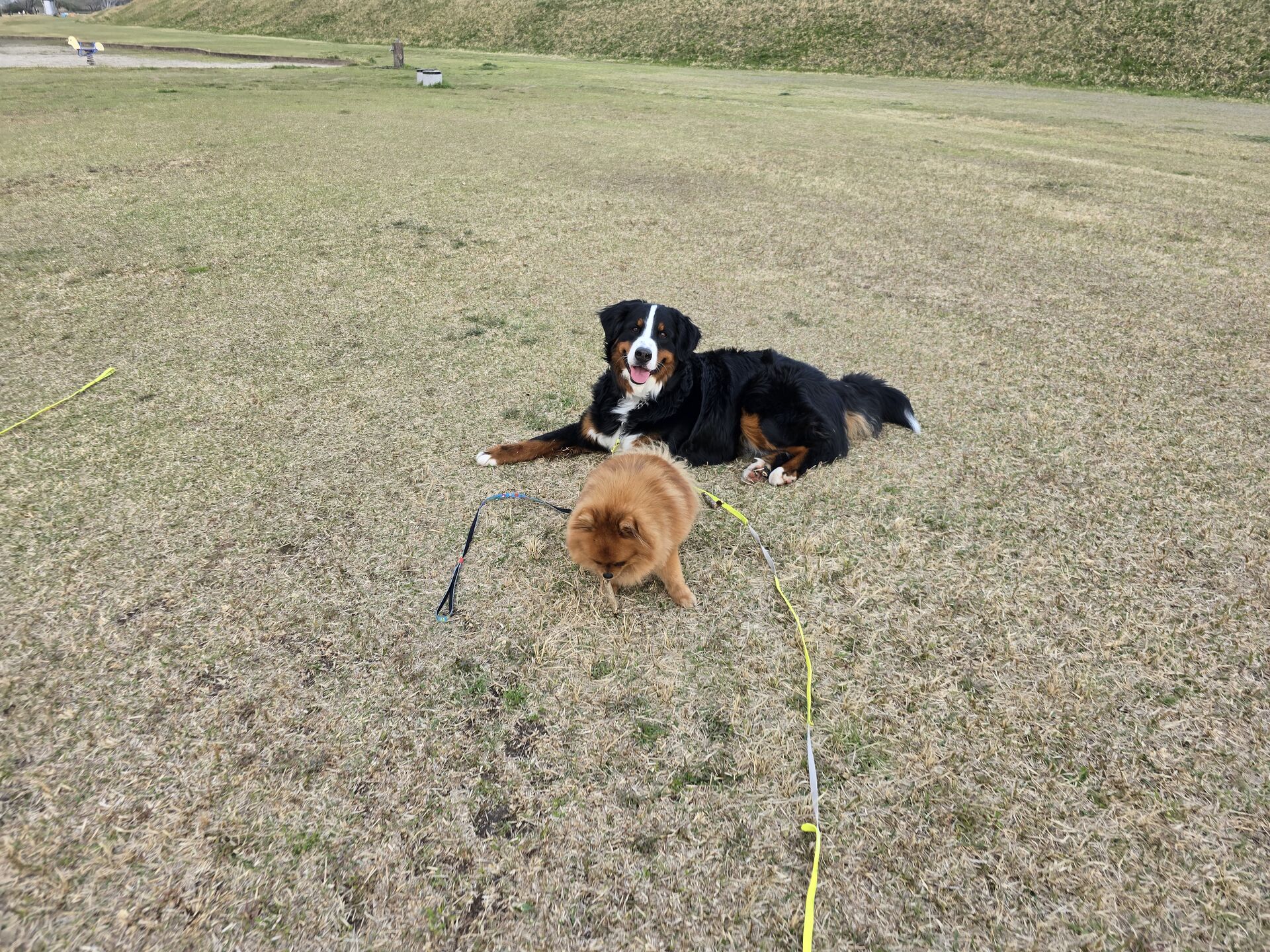 【ペットと快適に暮らすリフォーム成功事例】犬猫と暮らす理想の住まいとは？🐾 ##ペットリフォーム #犬猫と暮らす家 #ペットのいる暮らし #愛知リフォーム #ONEHOUSE施工事例 #岡崎市工務店 #幸田町リフォーム #西尾市住宅リフォーム #猫と暮らす空間 #犬に優しい家